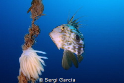 zeus faver and cuttlefish eggs by Sergi Garcia 